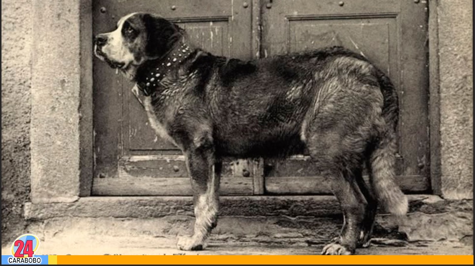 ¿Cuál fue el primer perro de rescate?