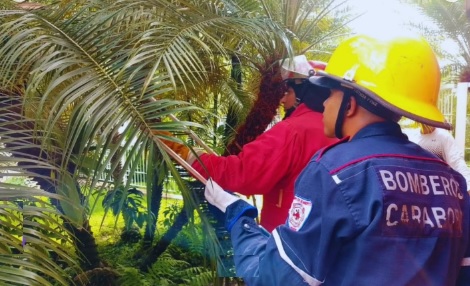 Bomberos de Carabobo cumplieron con la labor, una tragavenado en Valencia fue capturada y reubicada. La misma fue encontrada en una vivienda 