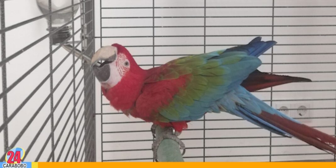 Loros en casa
