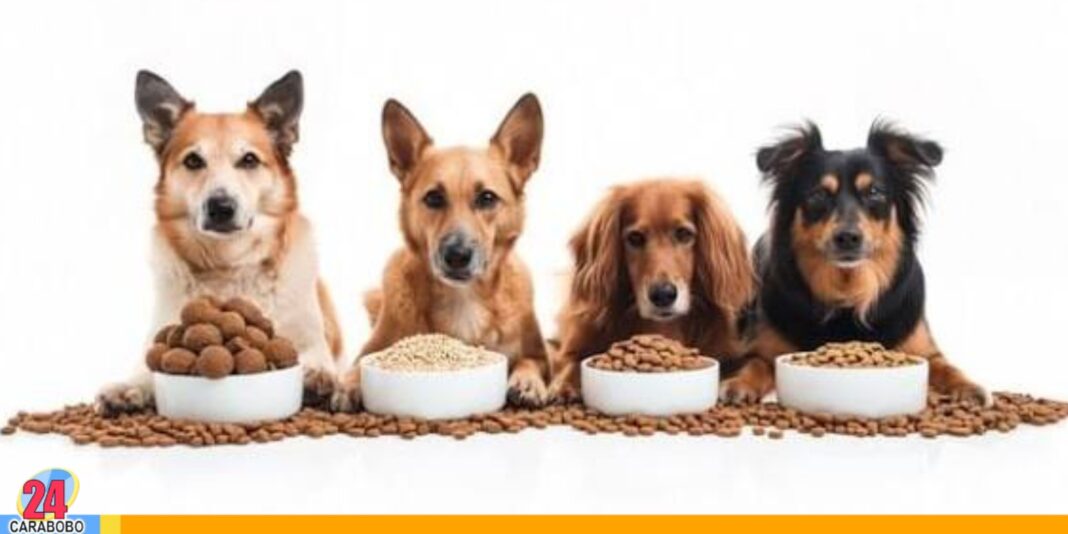 alimentos mascotas