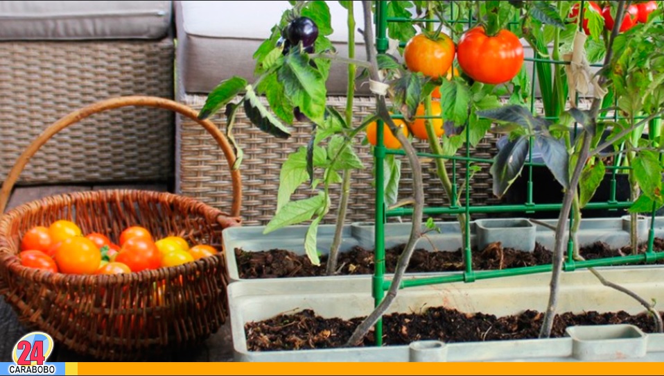Cultivar tomates