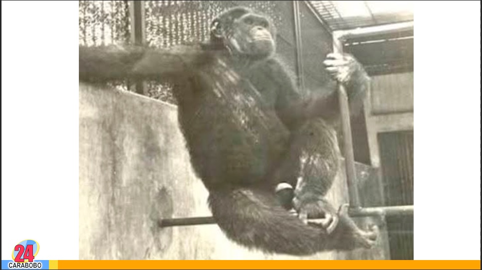 La historia del mono Pancho en el zoológico Las Delicias
