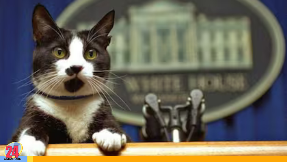 El Fondo Internacional para el Bienestar Animal promovió esta fecha del calendario por coincidir con la mayor época fértil felina del norte.
