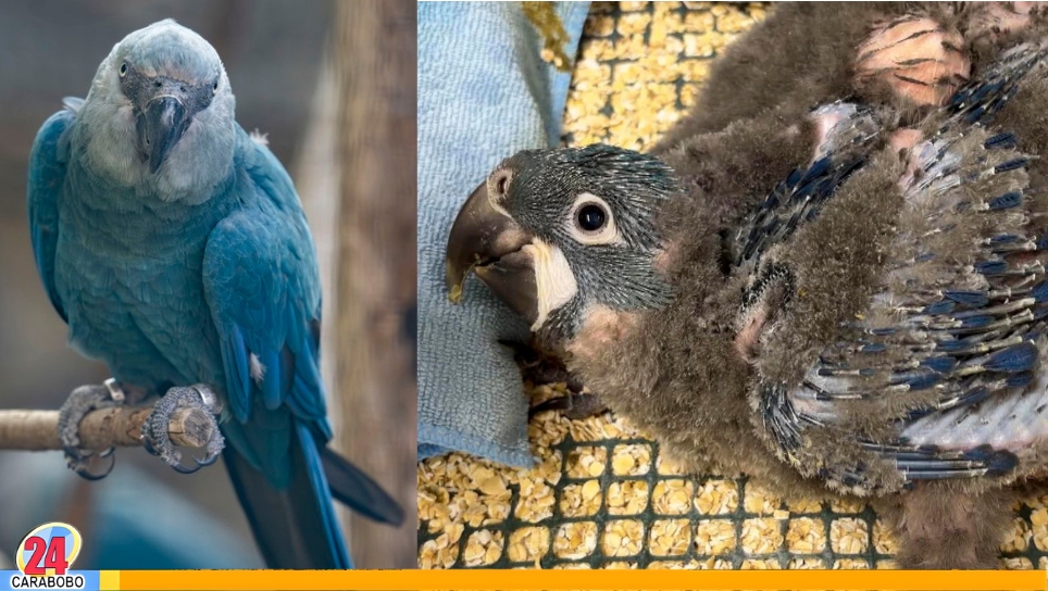 Guacamayos Azules en Zoológico de Bélgica