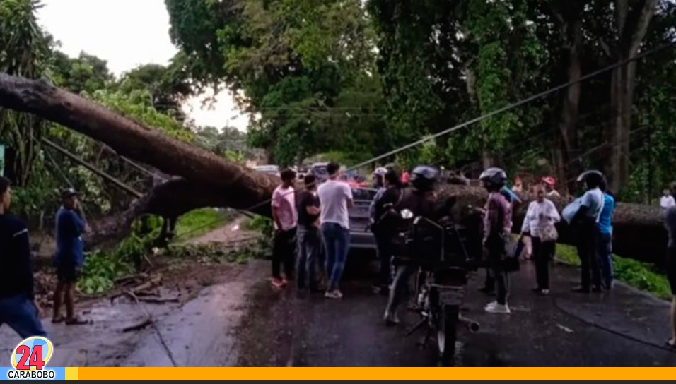 Cayó un árbol en el sector La Aduana en Güigüe