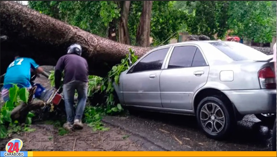 Cayó un árbol en el sector La Aduana en Güigüe