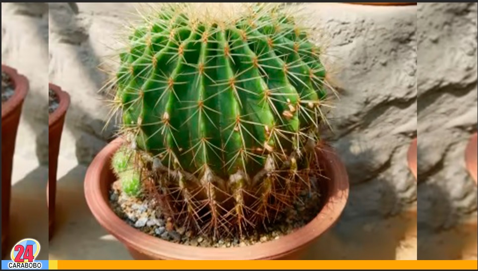 Cuidado con el jardín desordenado y las malas energías