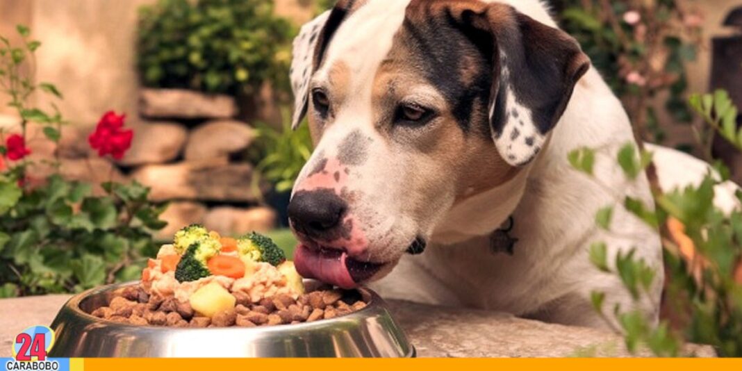 Alimentación saludable en perros