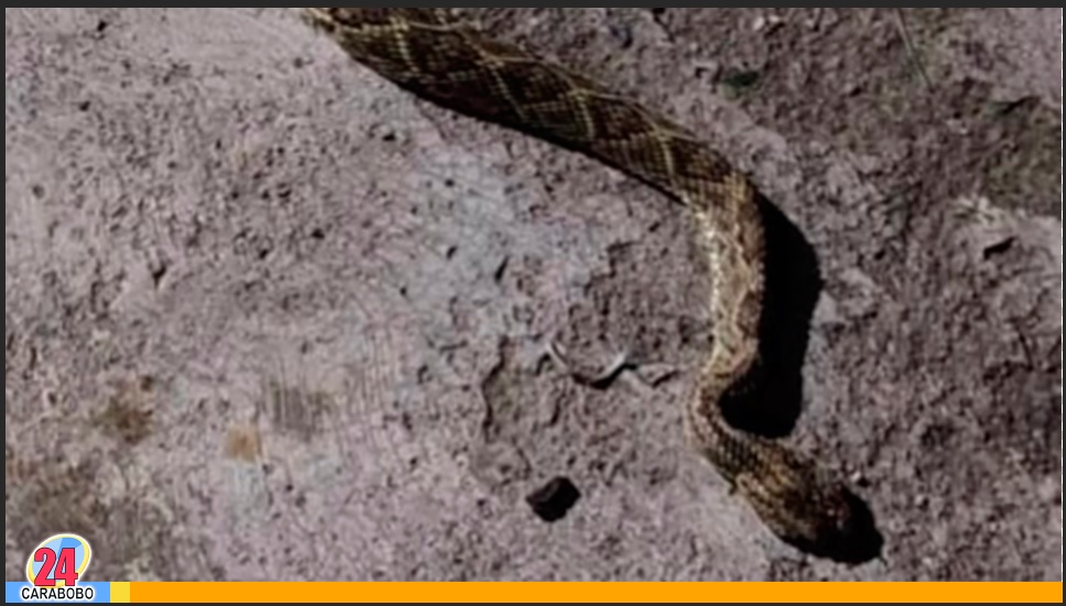 en caso de encontrar una serpiente