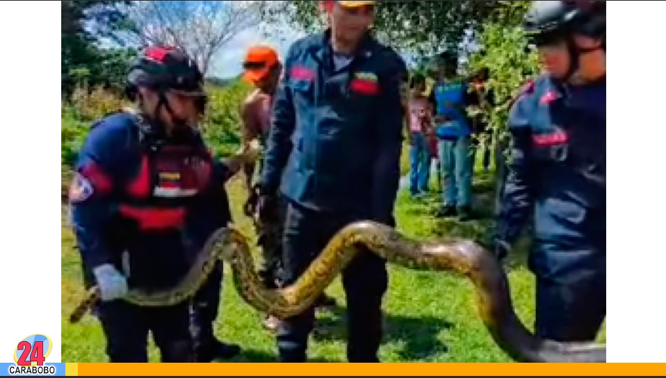 ejemplar de anaconda verde en San Carlos