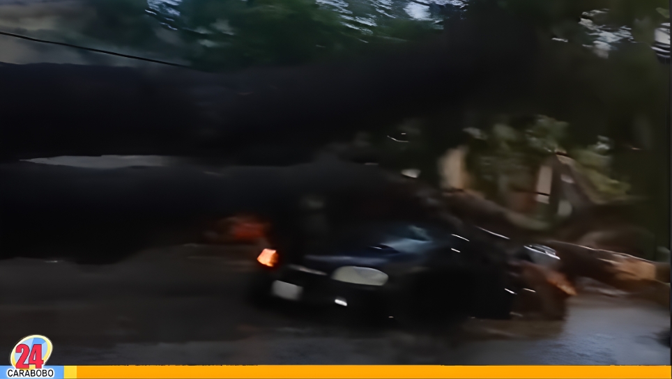 Árbol caído en la viña Valencia