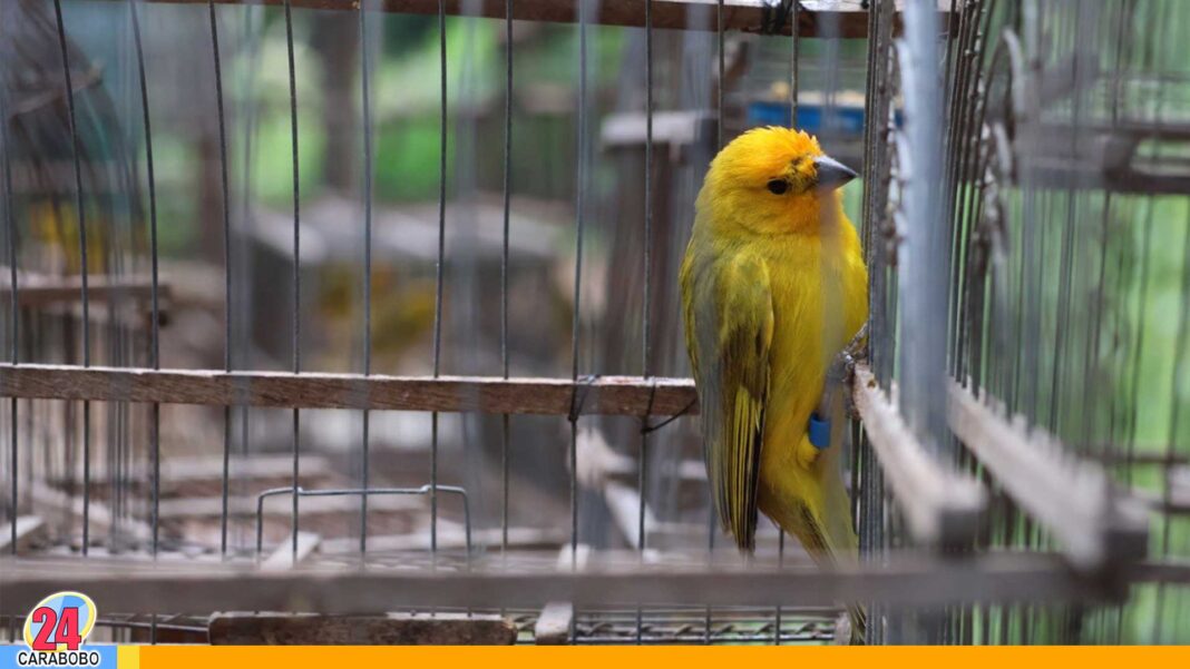 Liberación de aves en el Zoo Aquarium de Valencia