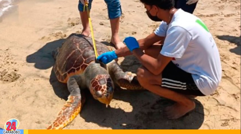 Tortuga Caretta Caretta encontrada sin vida