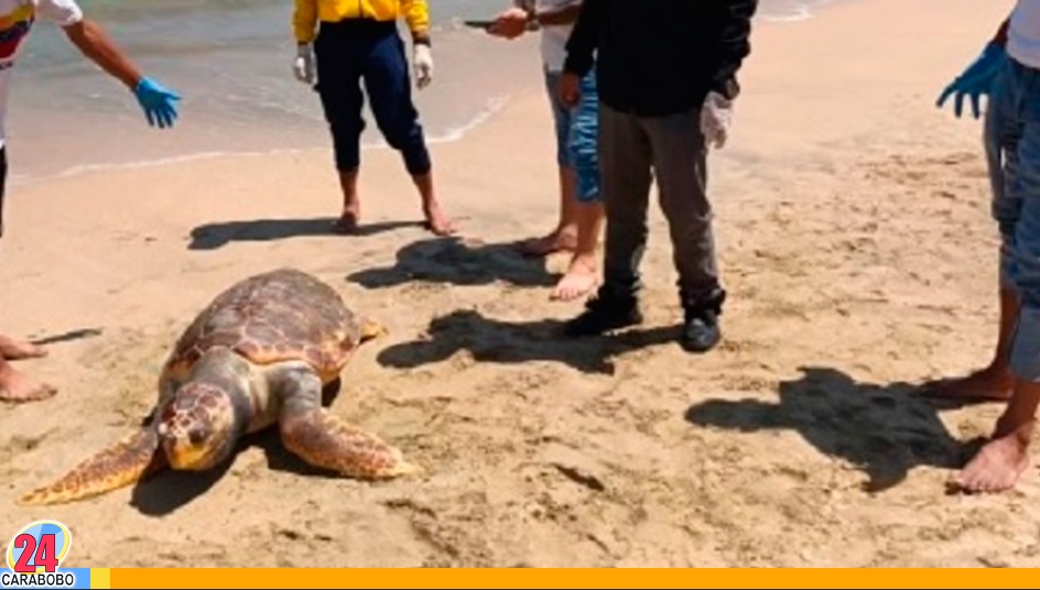 Tortuga Caretta Caretta encontrada sin vida