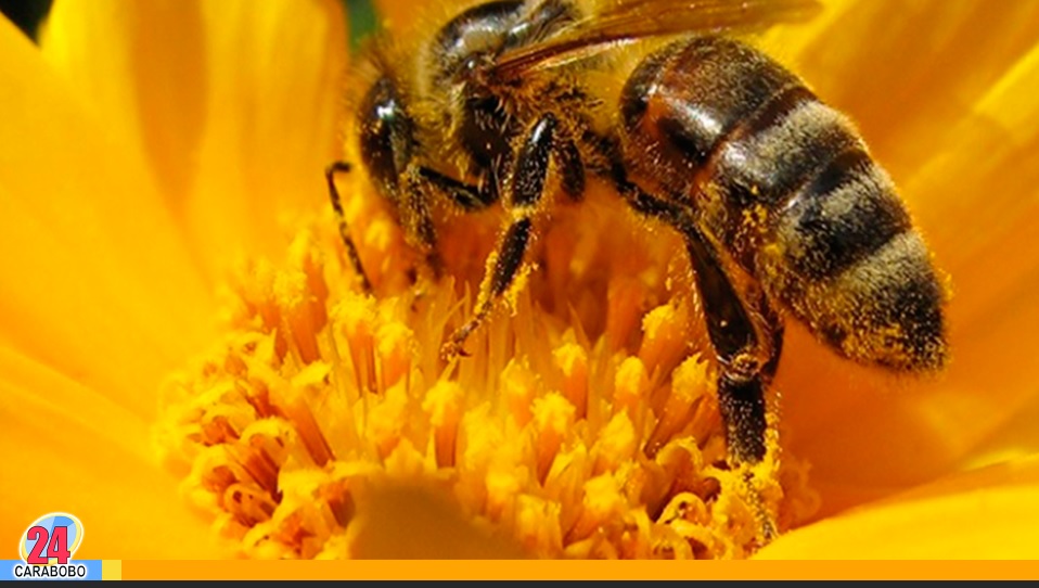 las abejas son importantes en la Tierra