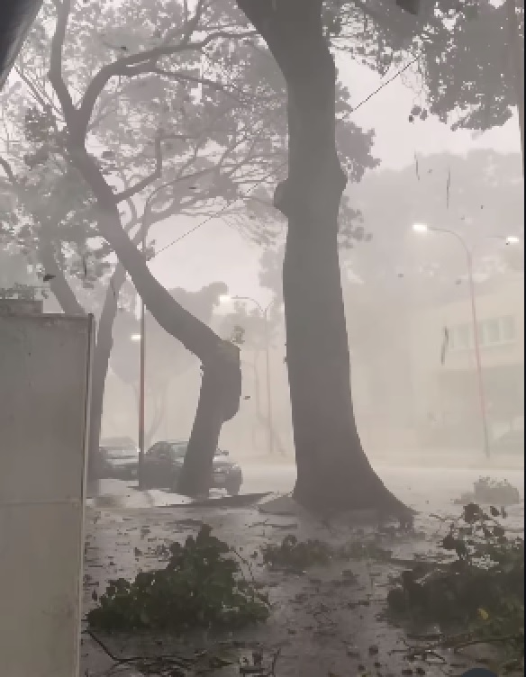 Árboles caídos, además de ramas dejó el fuerte aguacero en Valencia ocurrido ayer jueves 24 de septiembre en horas de la tarde. Se esperaba la