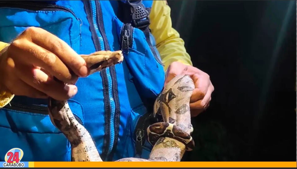 Rescatada y reubicada una tragavenado