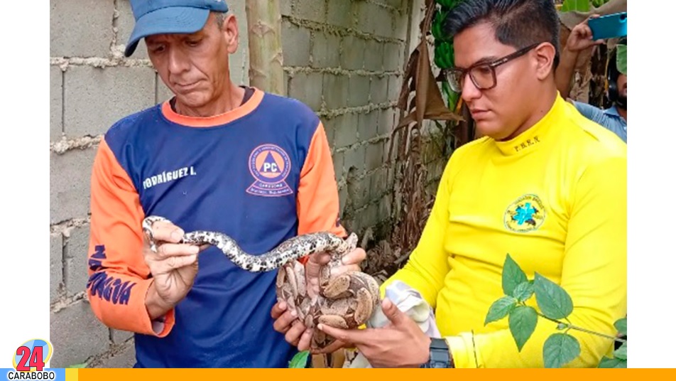 una tragavenado en Naguanagua
