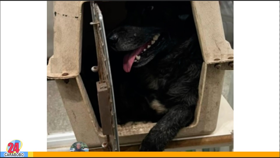 Perrito de las orillas del Río Guaire