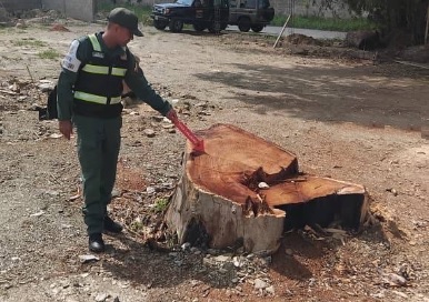 Cargamento de madera talada de manera ilícita en Carabobo