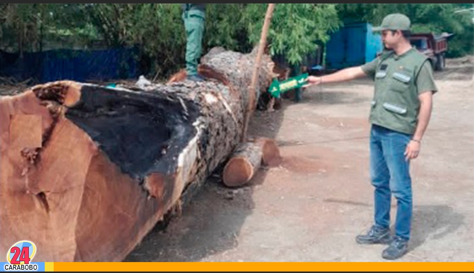 Cargamento de madera talada de manera ilícita en Carabobo
