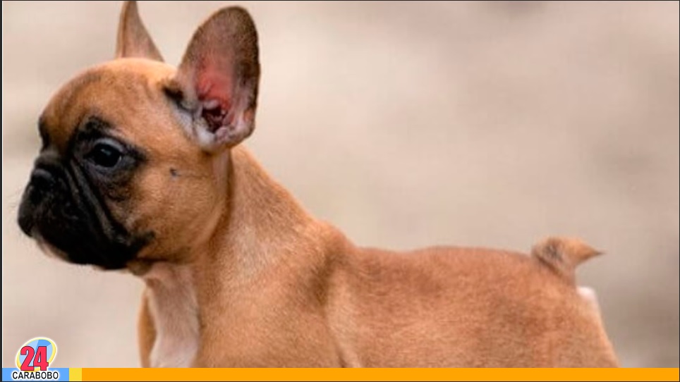 cortaaban las cuerdas vocales a los perros