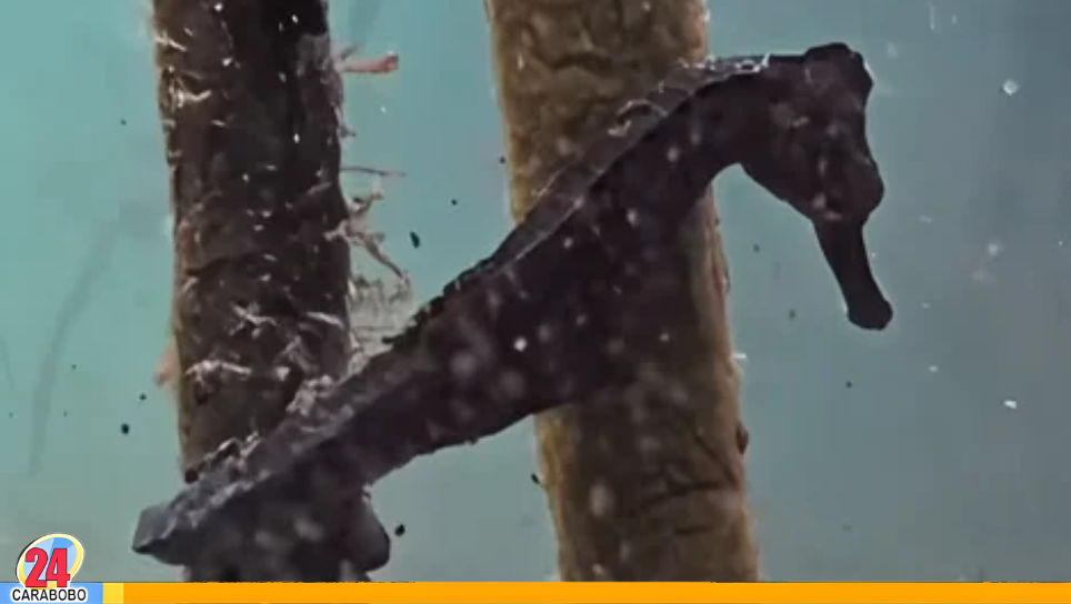 Liberan caballitos de mar en Venezuela