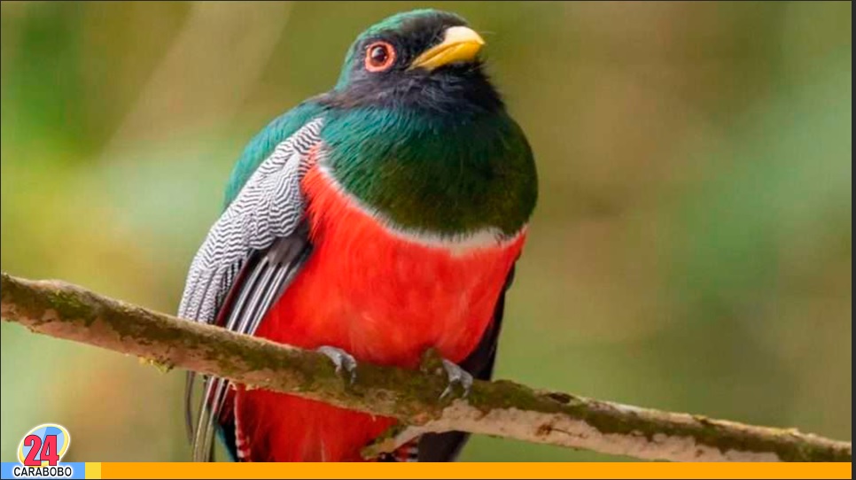 aves en el October Big Day 2026