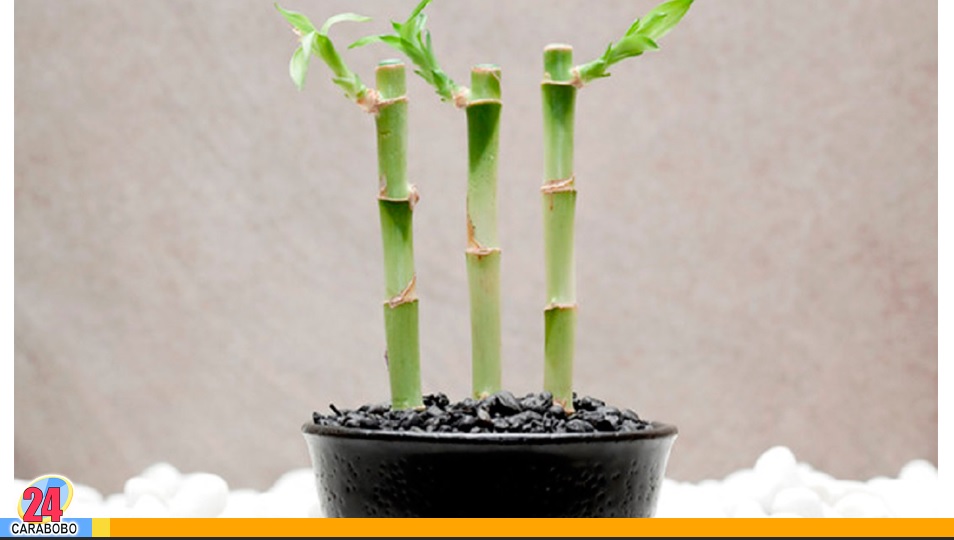 Las cuatro plantas de la buena suerte