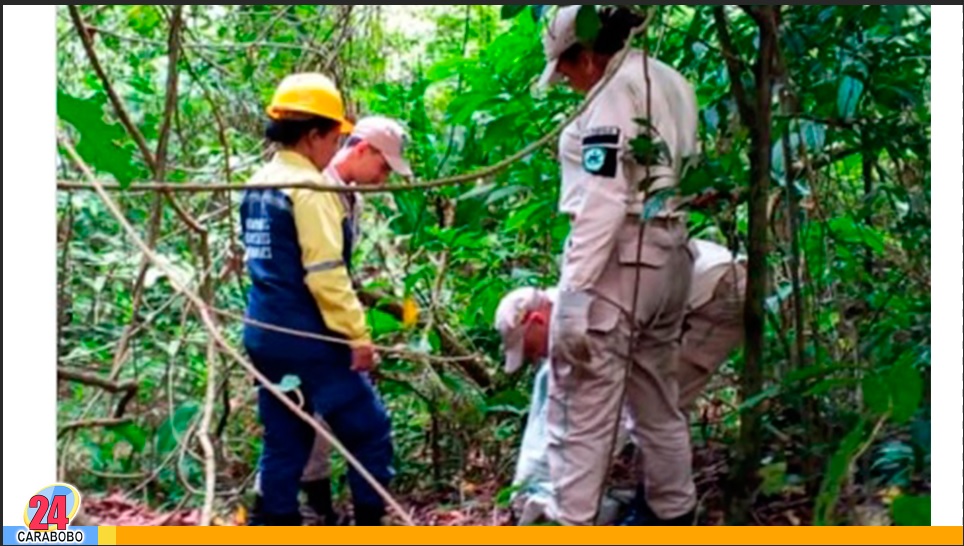 Dos boas constrictor liberadas en la Montaña de Sorte