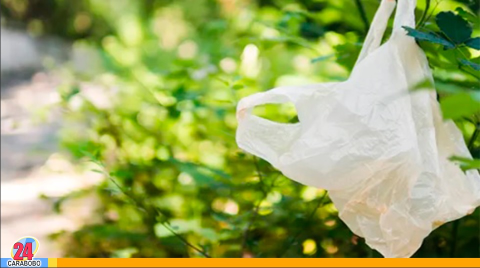 Las cuatro plantas que no deben faltar en casa para la buena suerte