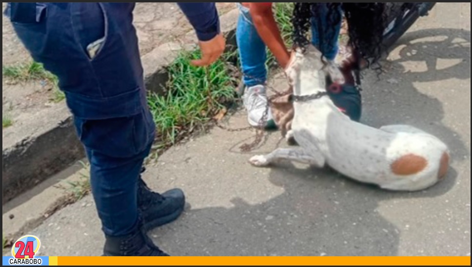 Caso de zoofilia