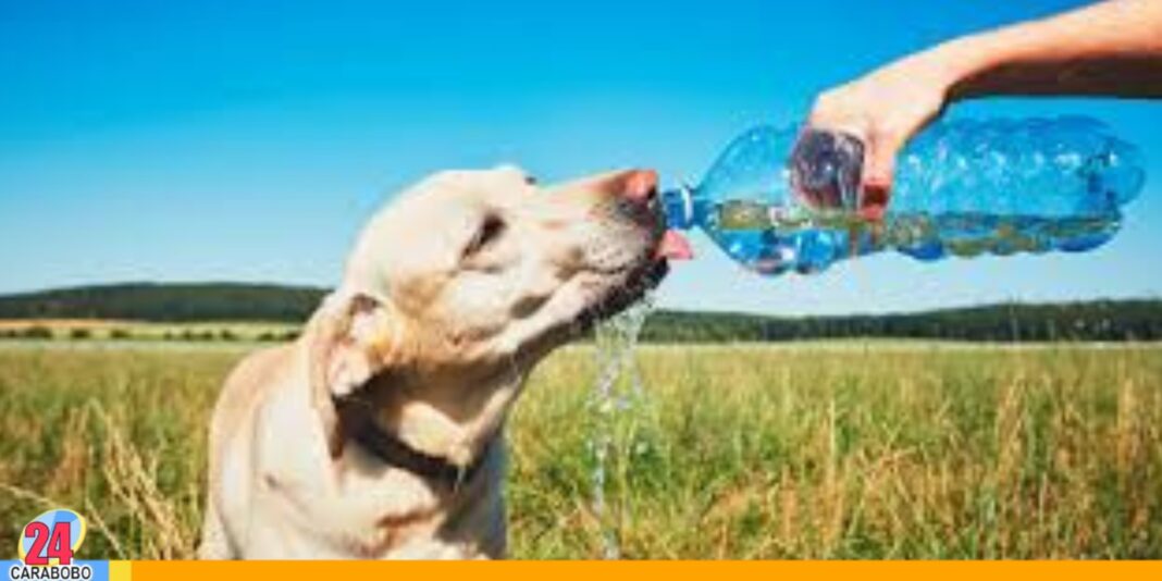 prevenir calor en perros