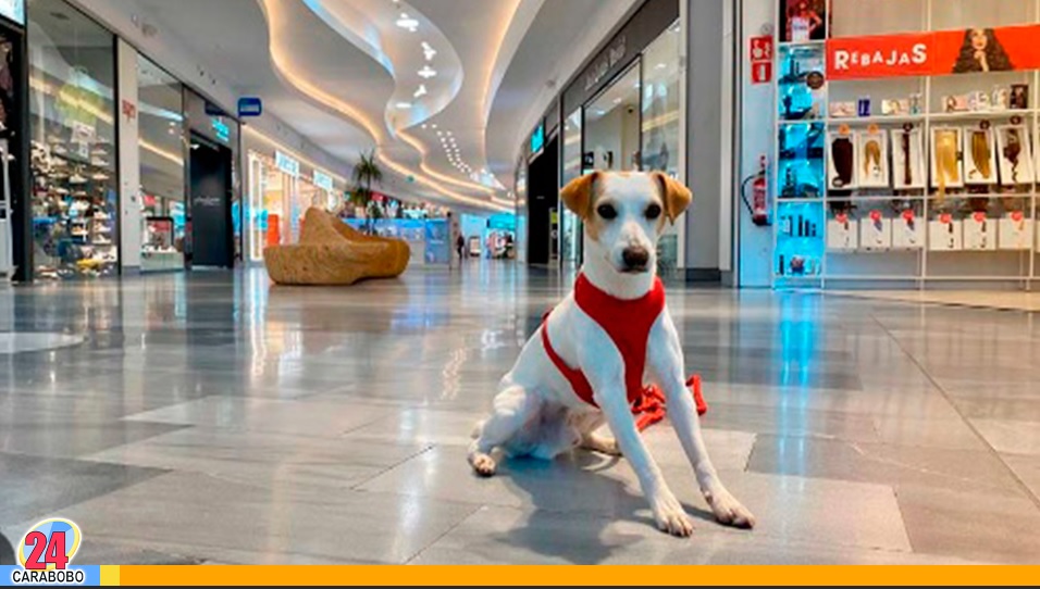 Llevas tu mascota a centros comerciales